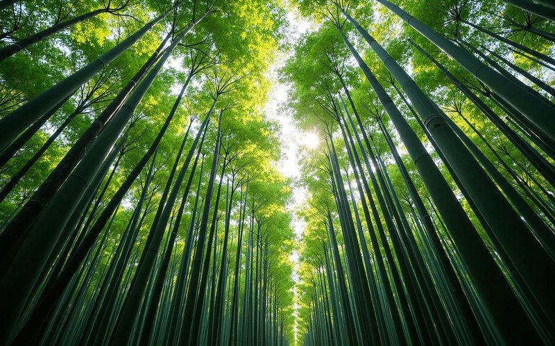 Bamboo Forests — Bamboo in Chinese Culture: Symbol of Integrity